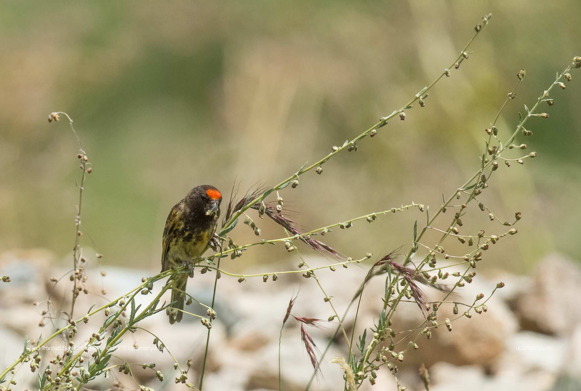 Red-fronted Serin (Ladakh)