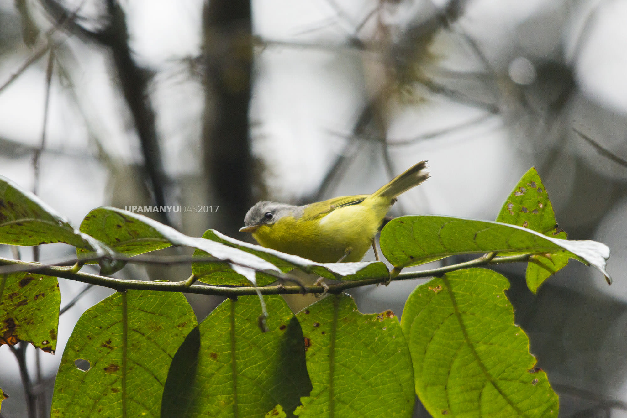 Grey-hooded Warbler (Khecheopalri Lake)