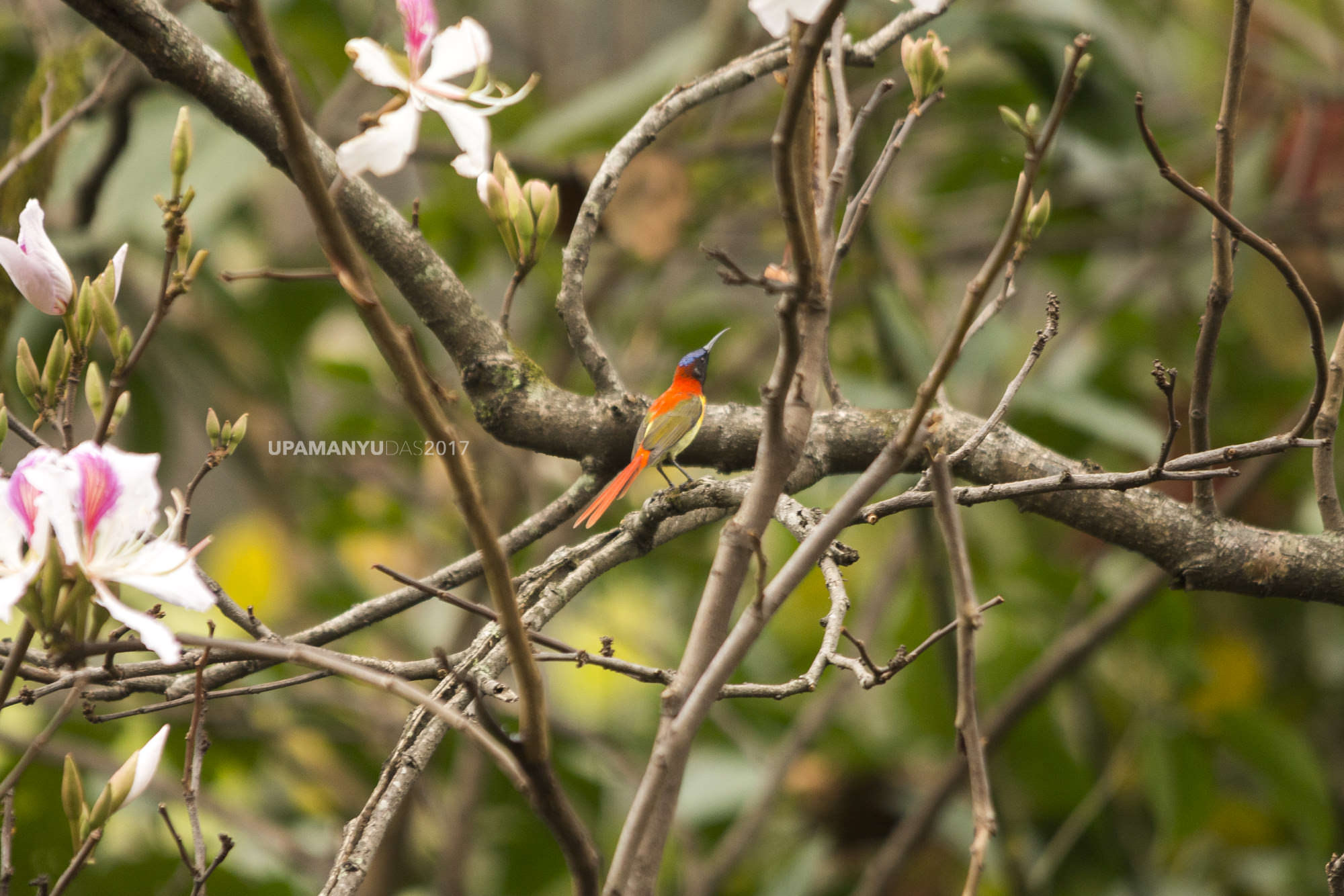 Fire-tailed Sunbird (Kanchanjungha Foothills)