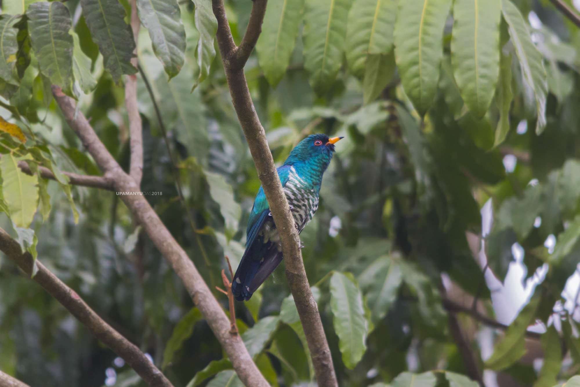 Emerald Cuckoo (Mahananda)