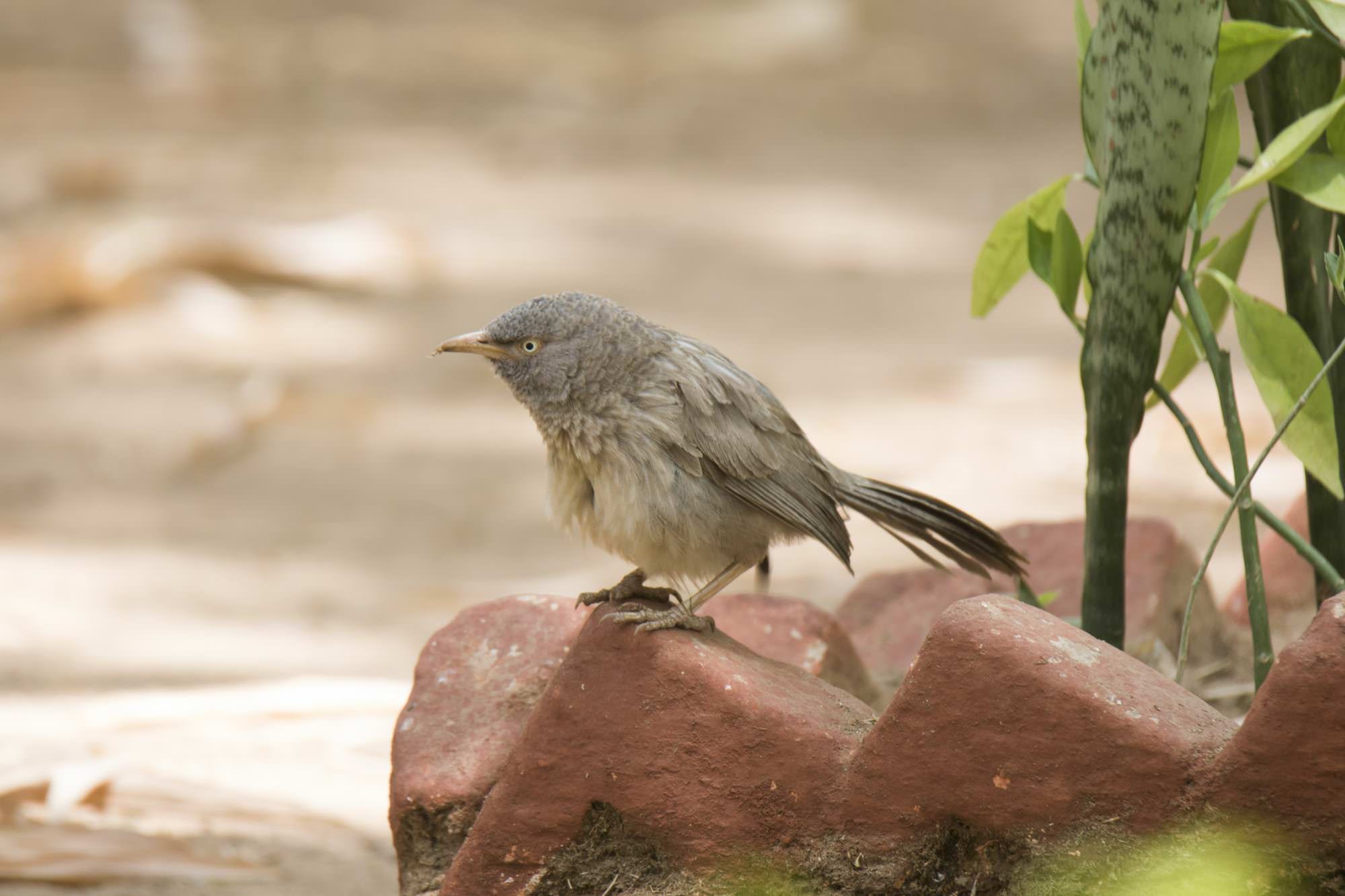 Jungle Babbler
