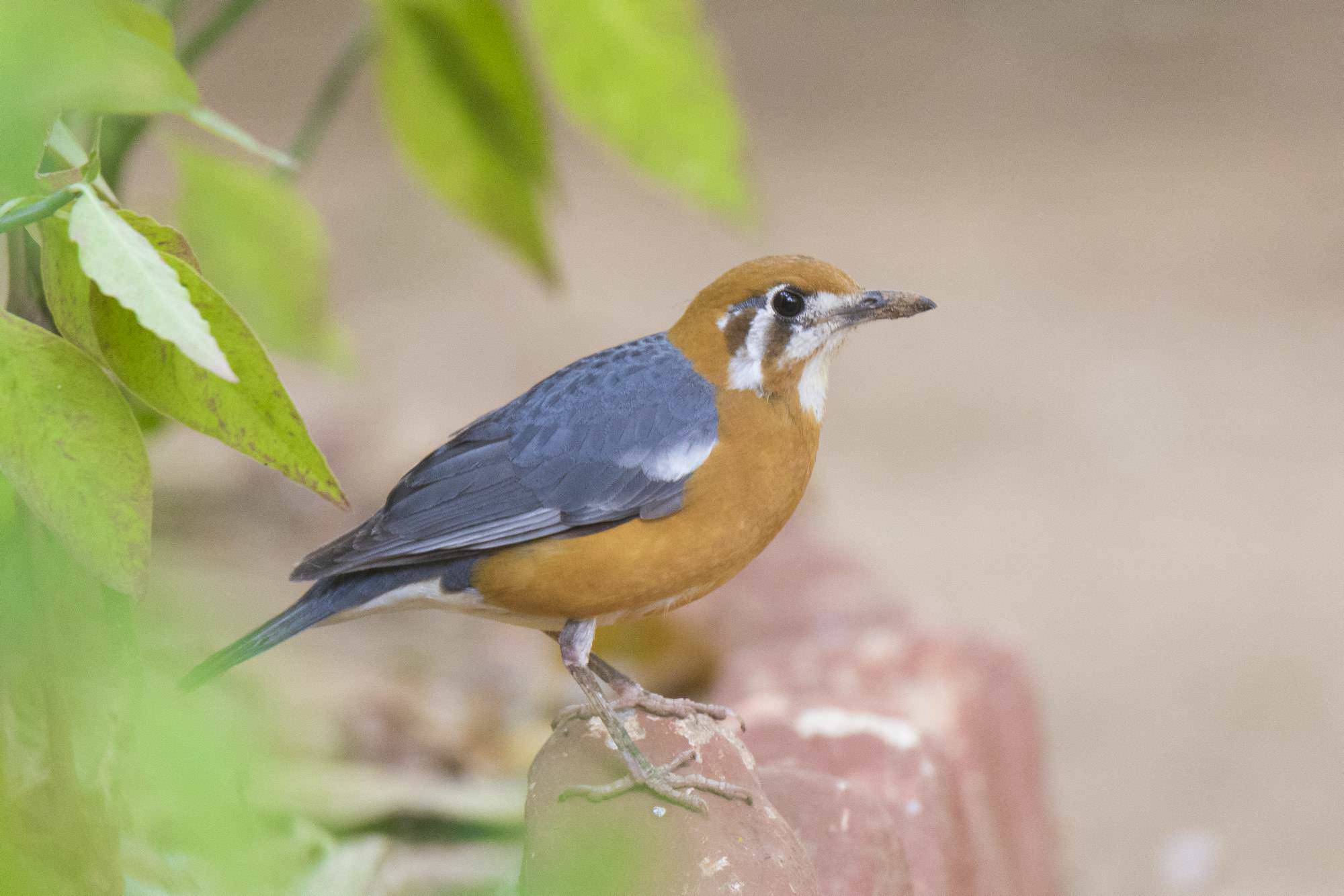 Orange Thrush