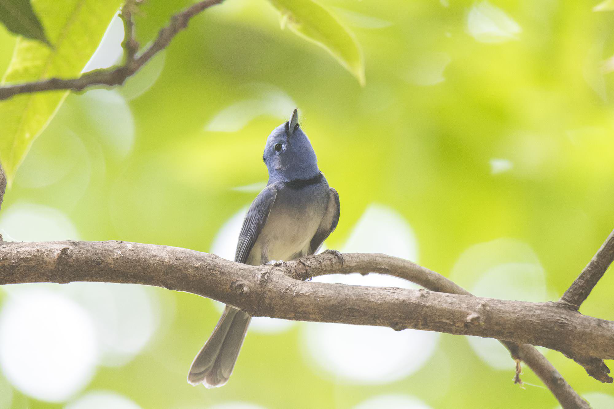Blue Naped Monarch