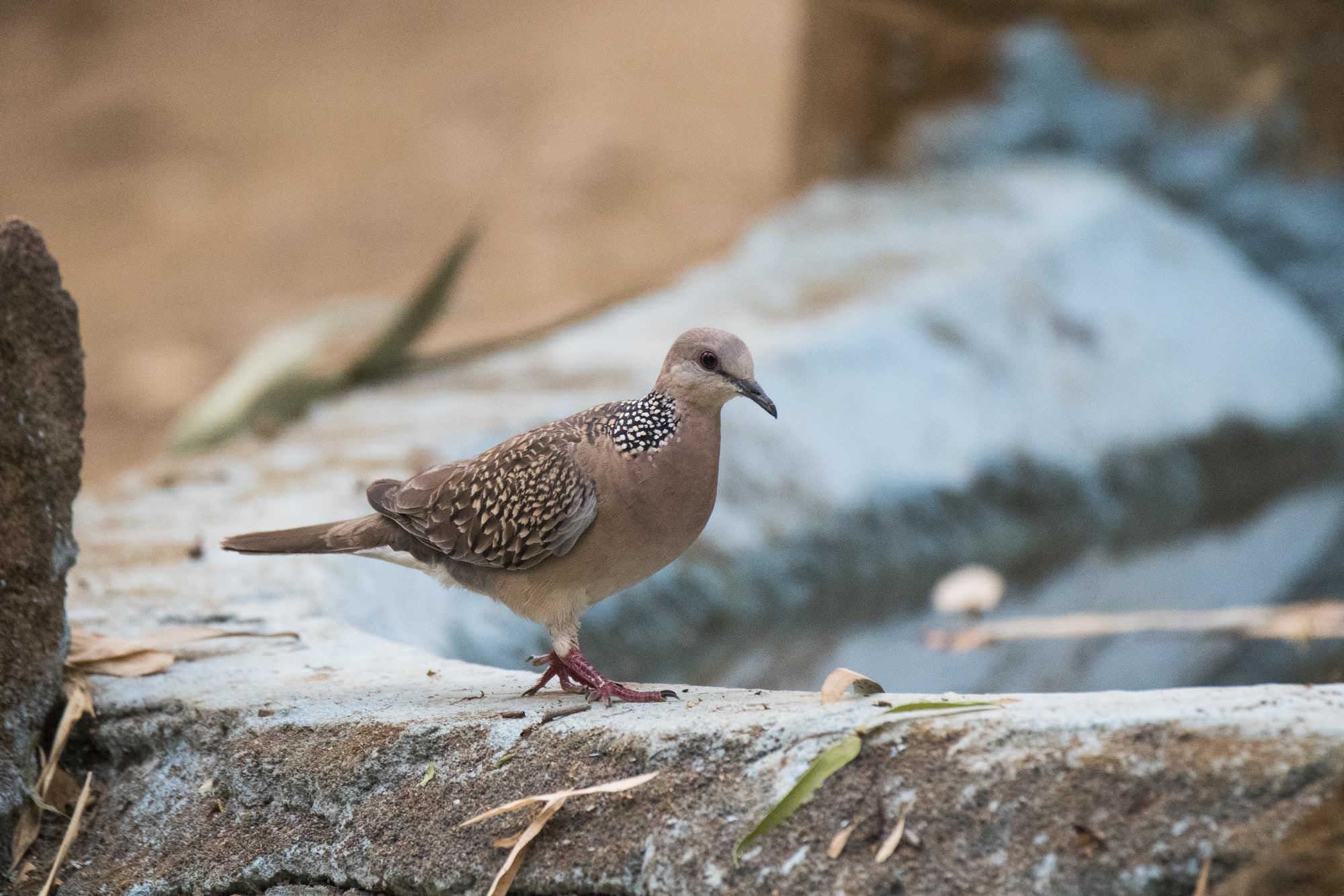 Turtle Dove