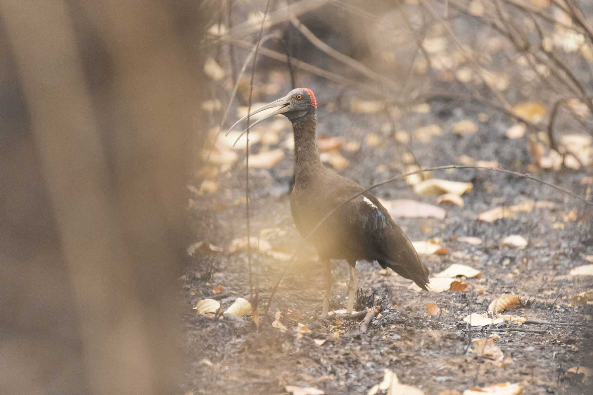 Red Naped Ibis