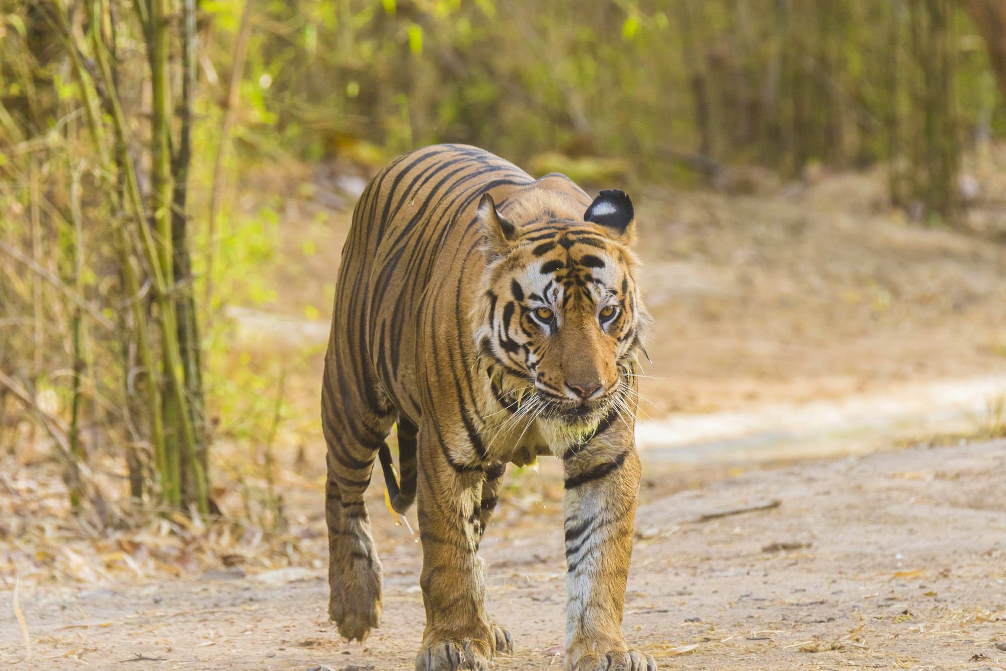 Royal Bengal Tiger