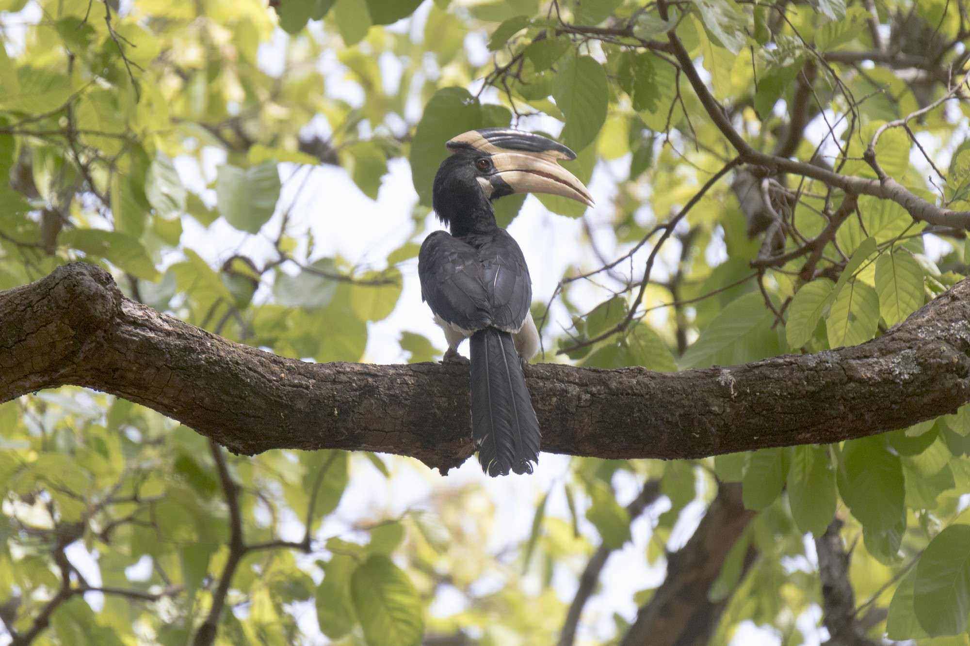 Malabar Hornbill