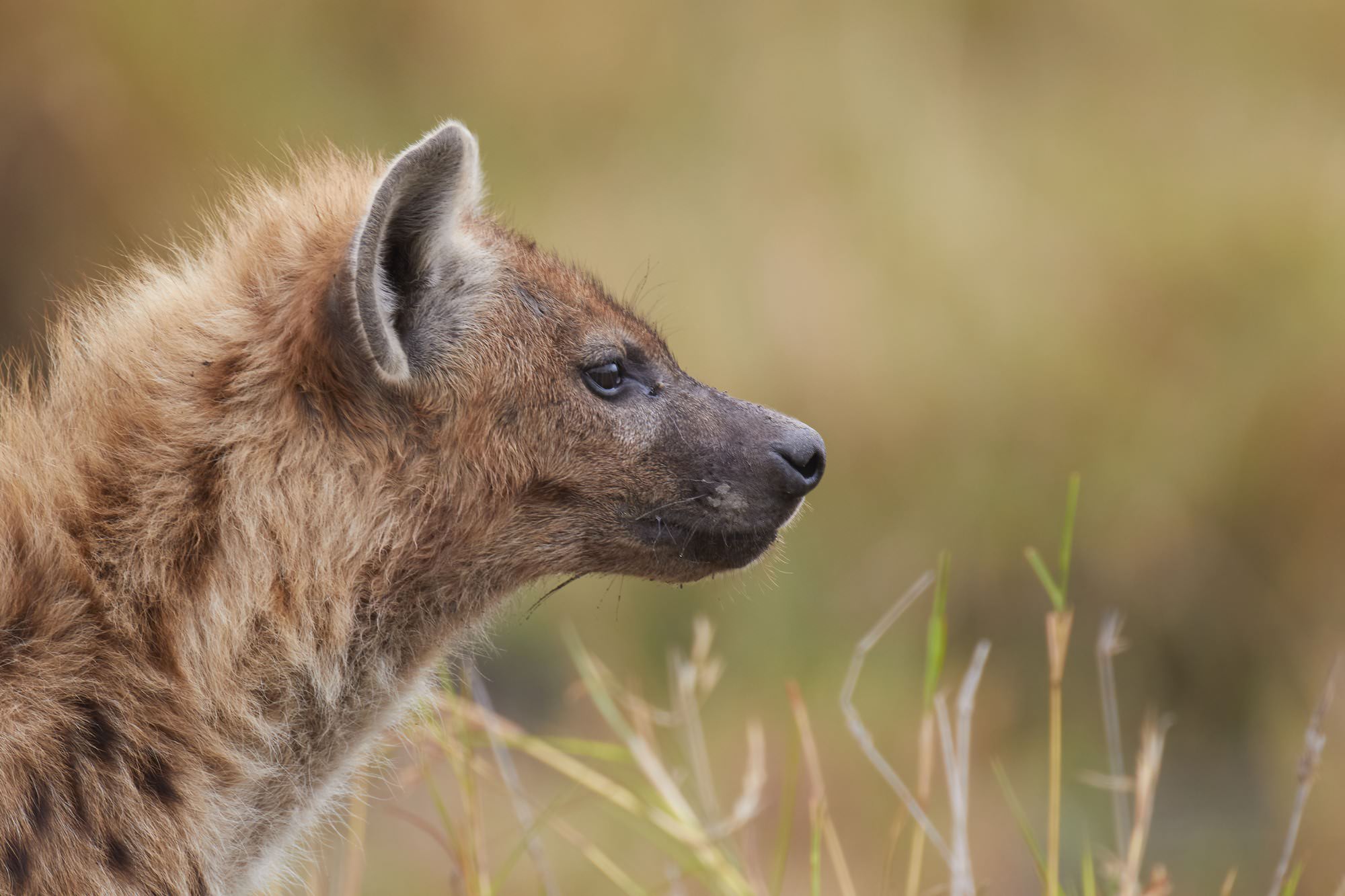 Hyena (Portrait)
