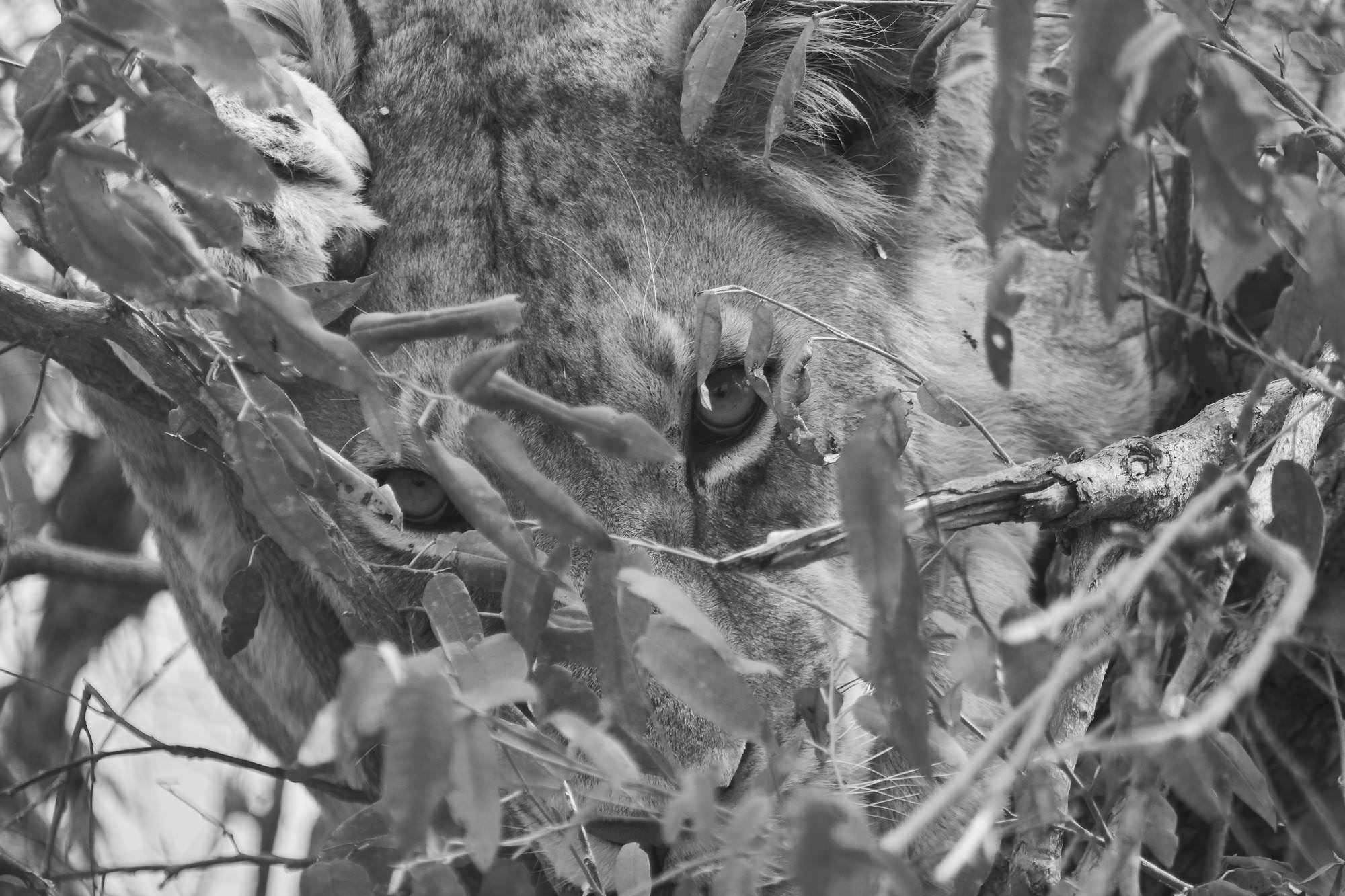 Lioness on a Small Tree (Closeup)