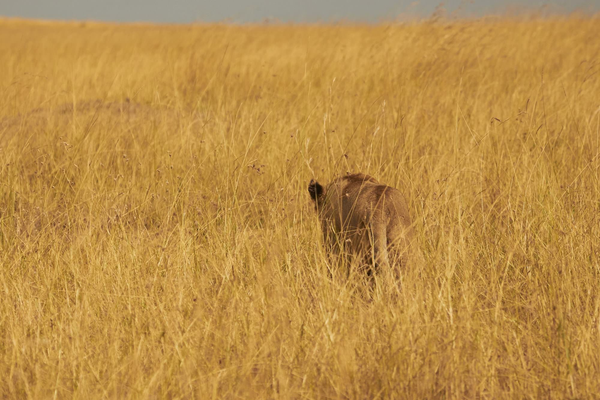 Lioness walking away into the Savannah