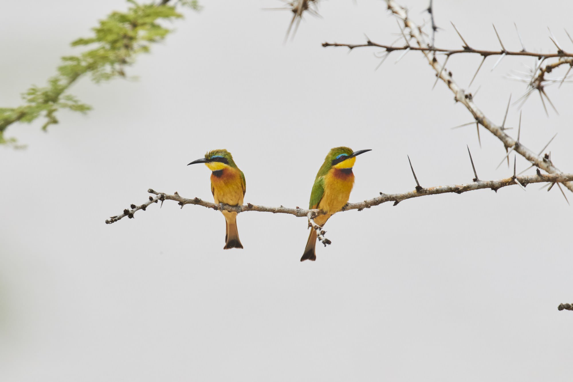 Green Bee Eater (Pair)