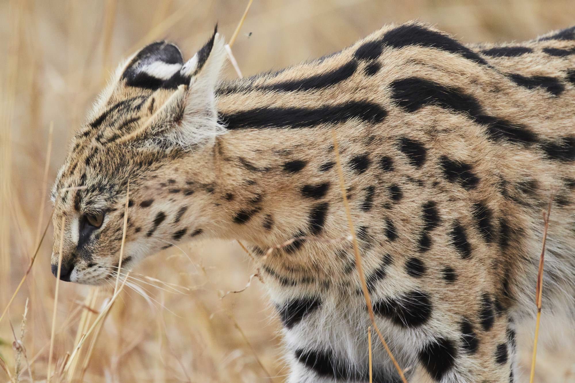 Serval Cat (Side Profile)