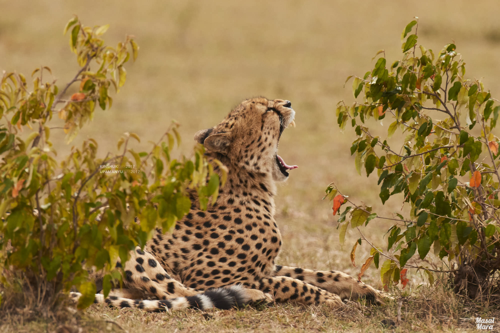 Cheetah (Yawning)