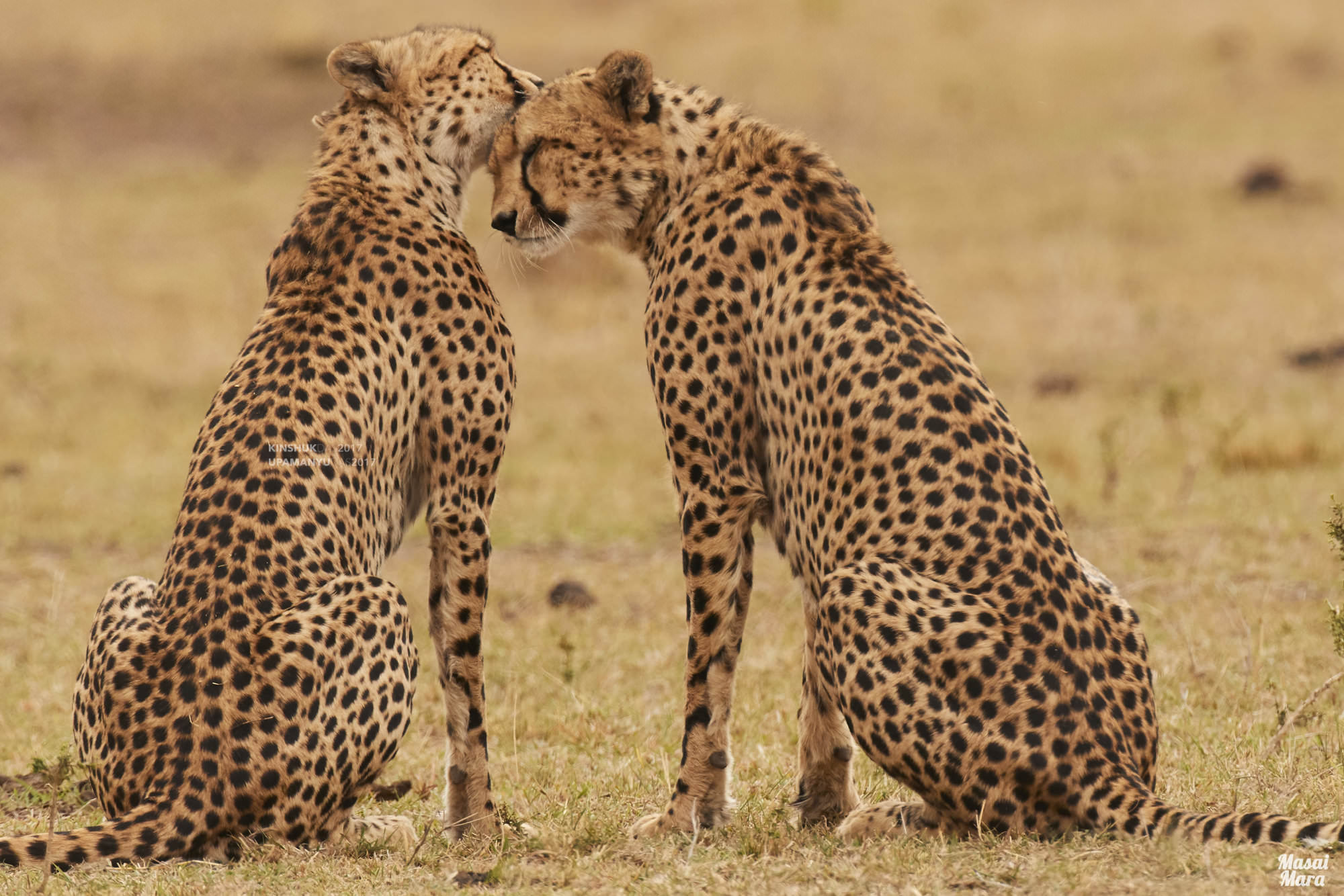 Cheetah (Cuddle)