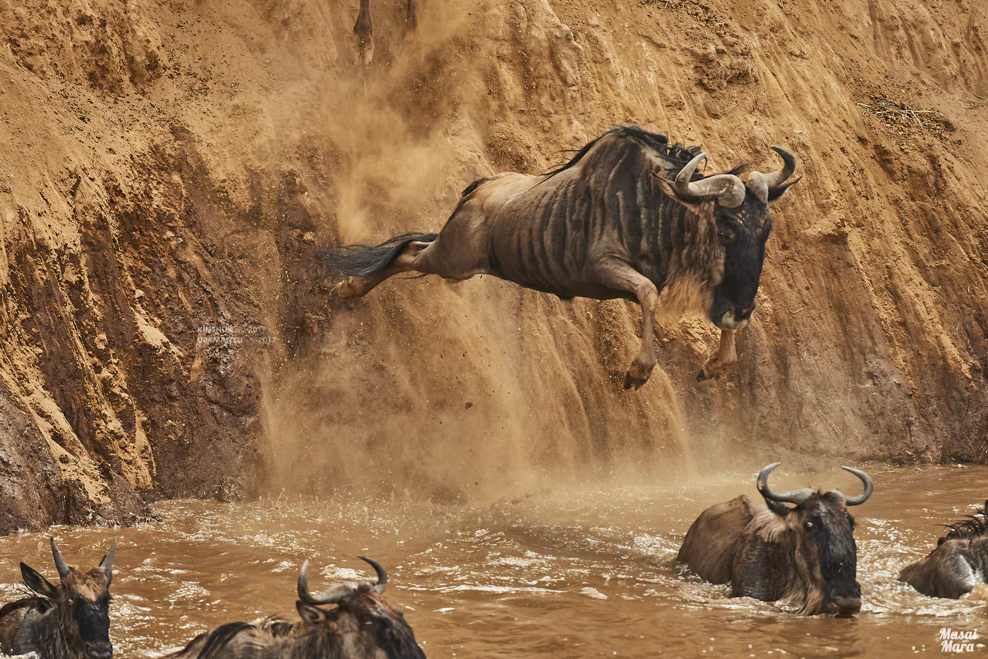 Wildebeest Leap