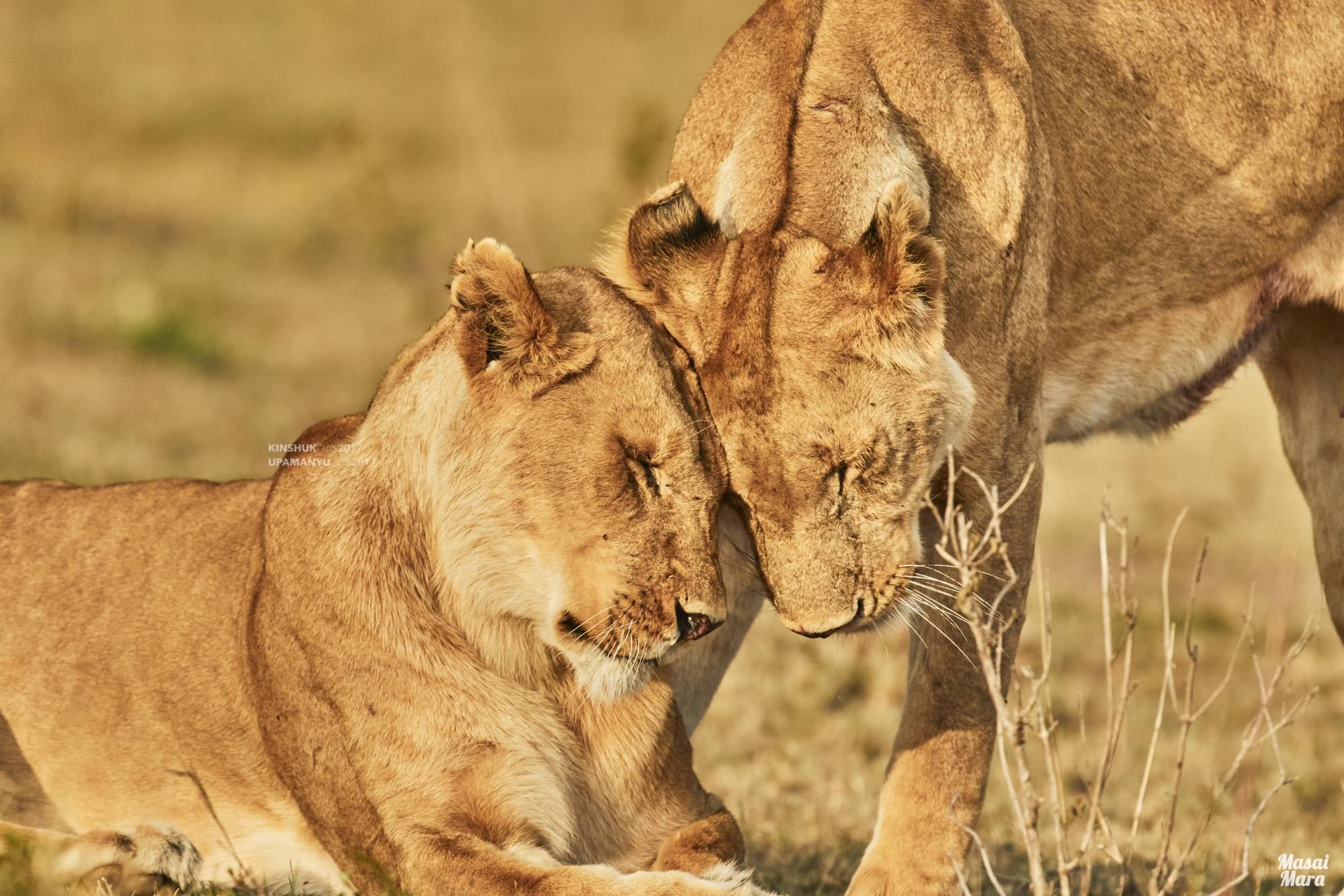 Lionesses Greeting