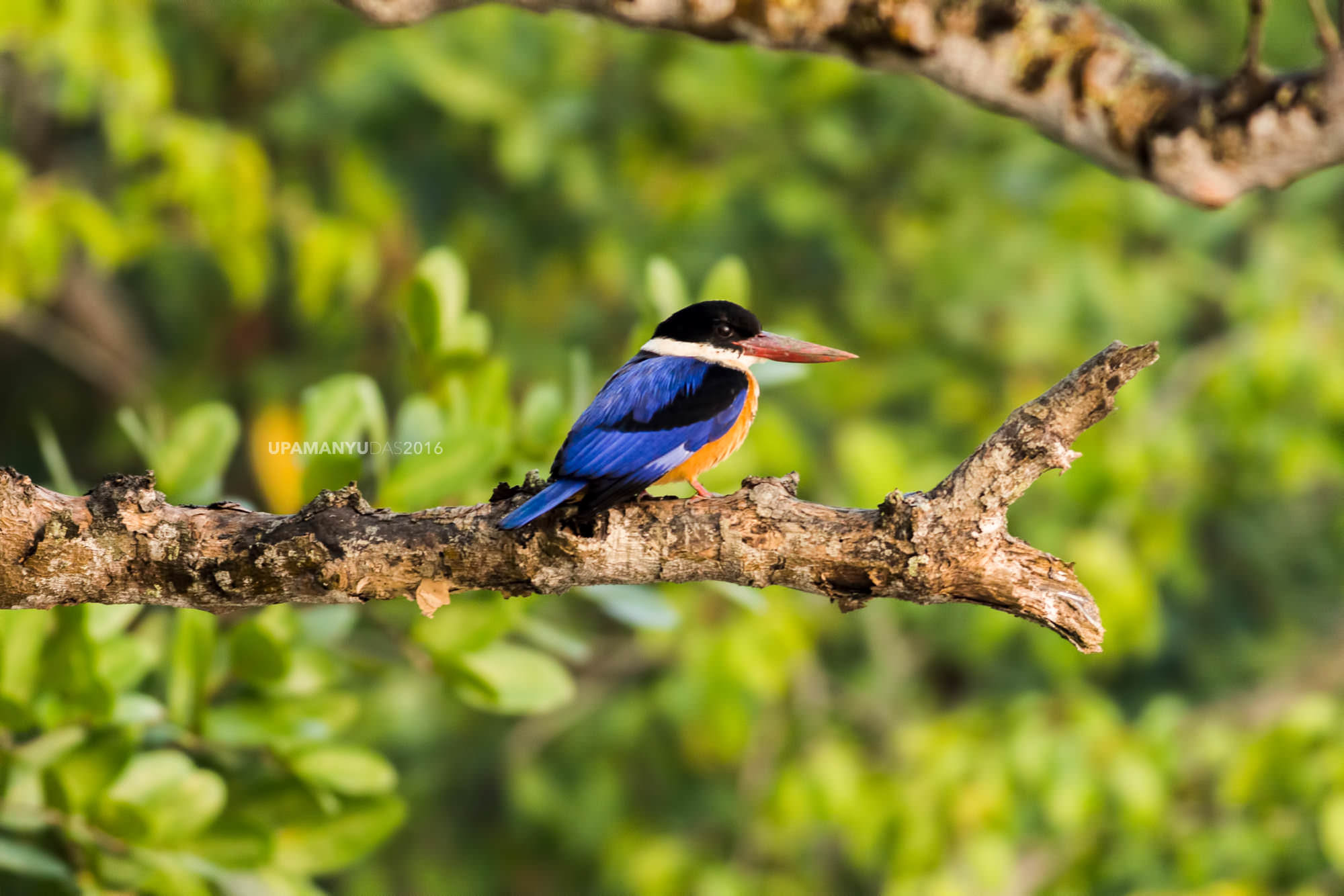 Black Capped Kingfisher