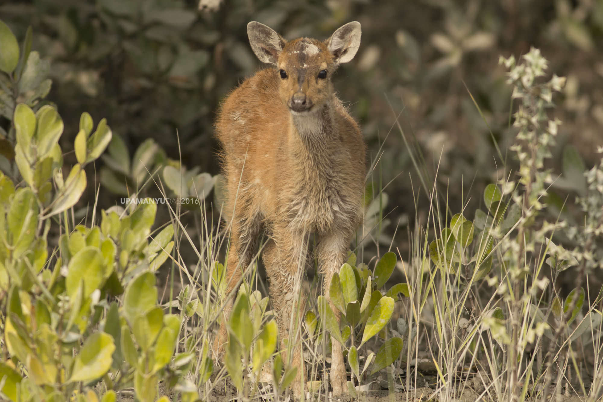 Spotted Deer (Fawn)