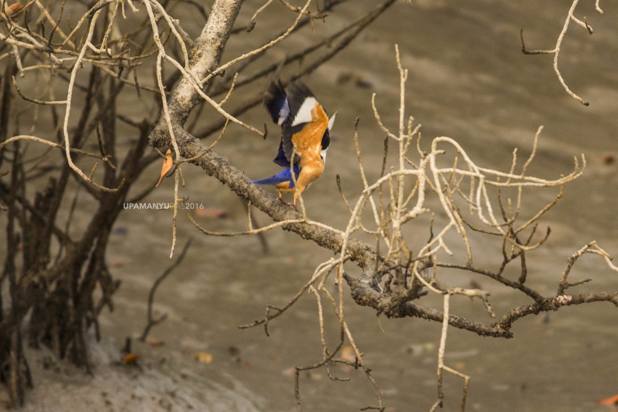 Black Capped Kingfisher - Takeoff