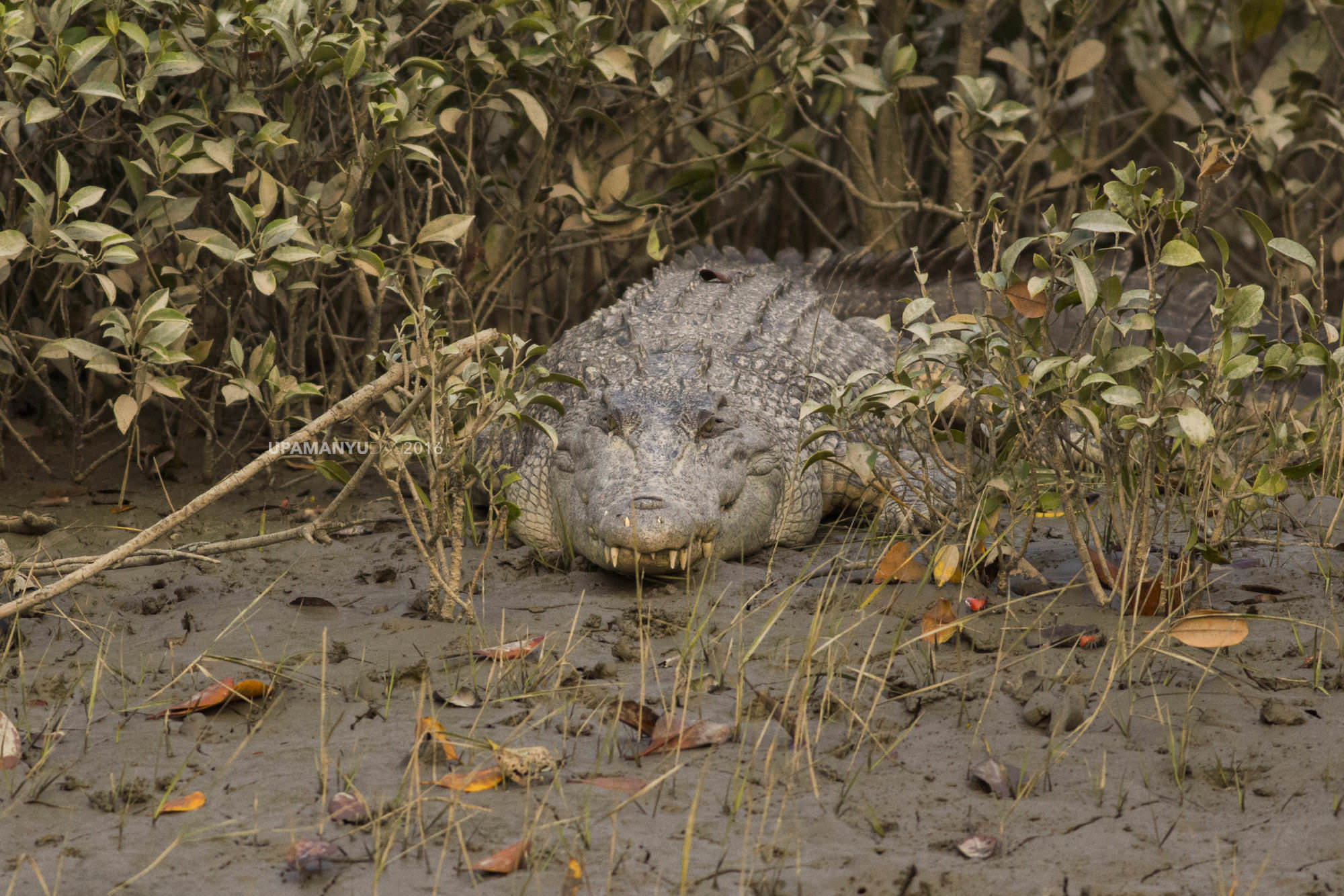 Larger Crocodile