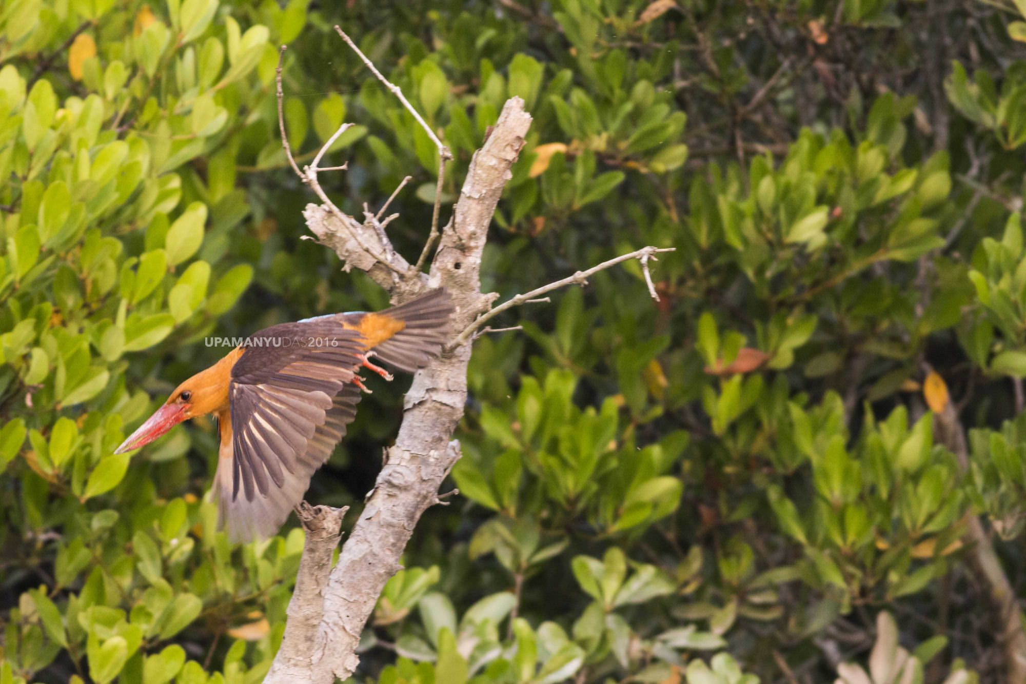 Brown Winged Kingfisher - In flight