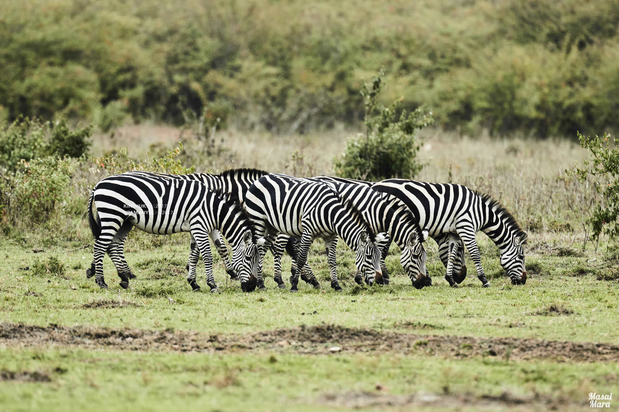 Zebras (Masai Mara)