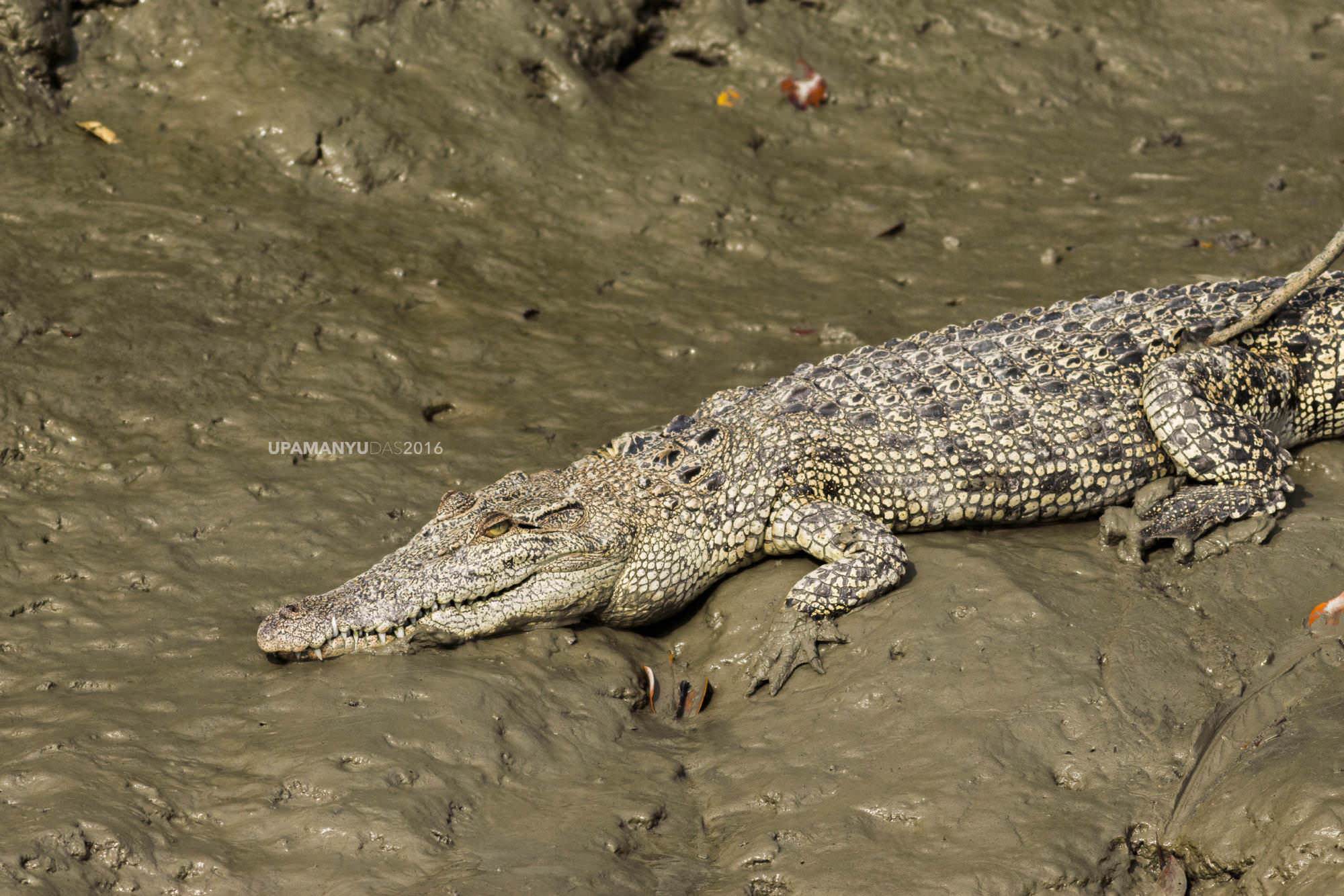 Salt-water Crocodile (Sunderban)