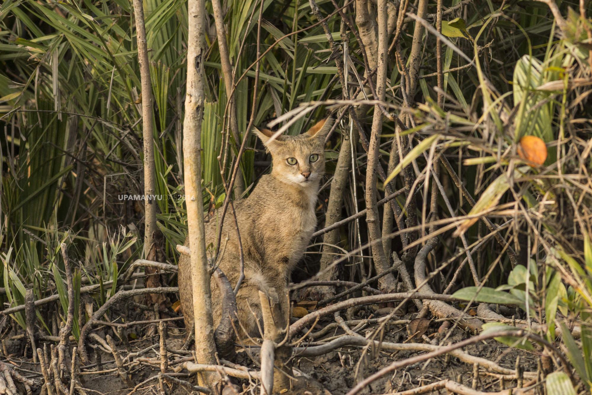 Jungle Cat (Sunderban)