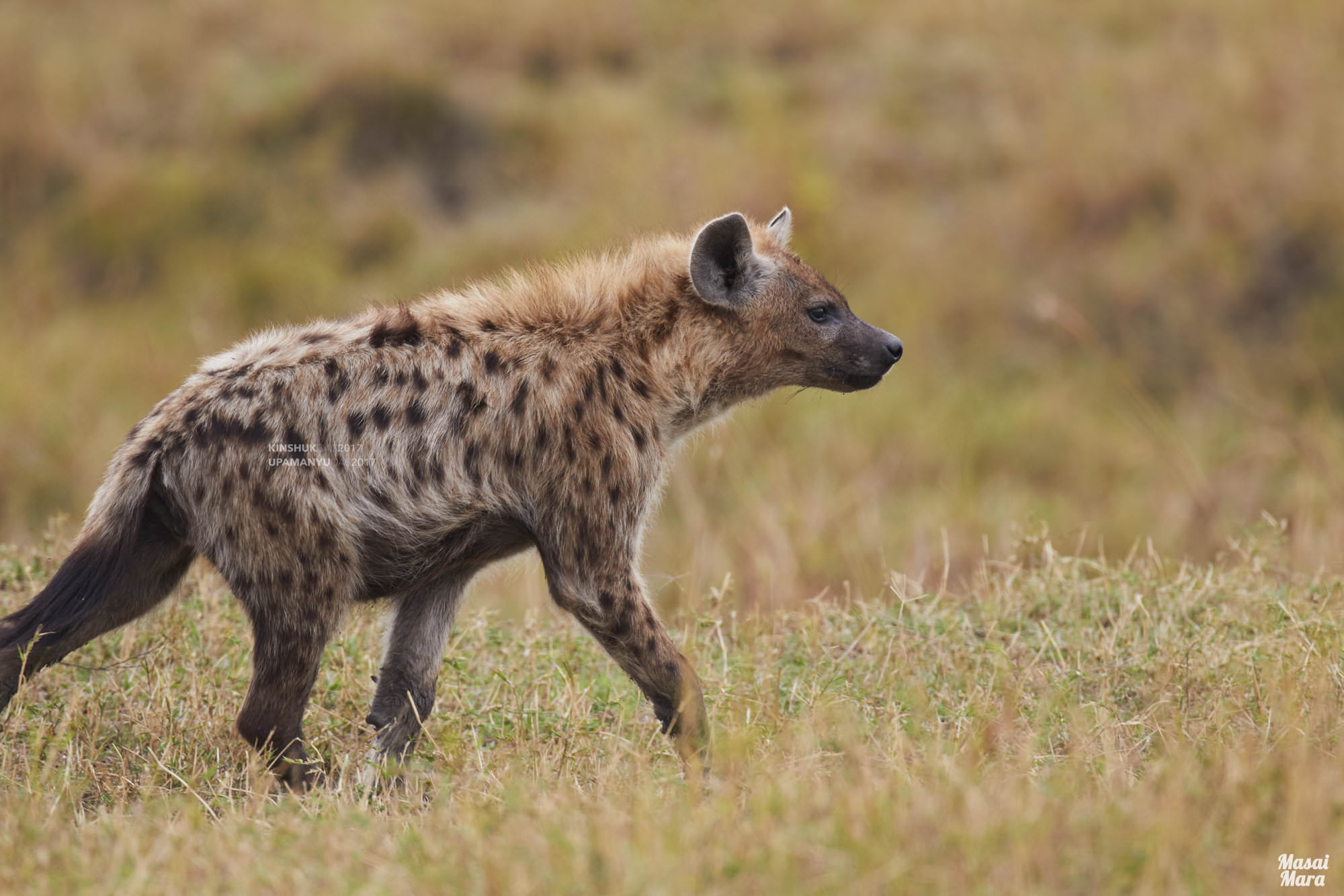 Spotted Hyena (Masai Mara)