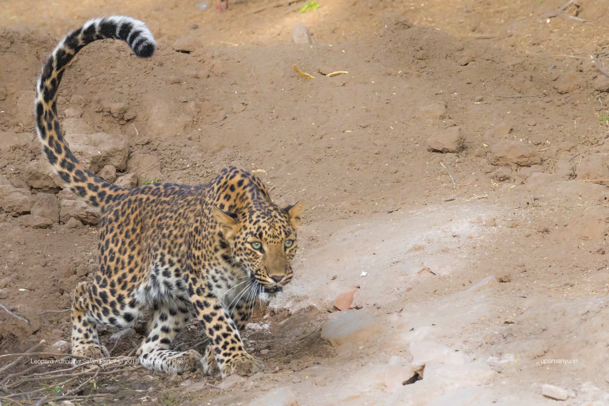Indian Leopard (Jhalana)