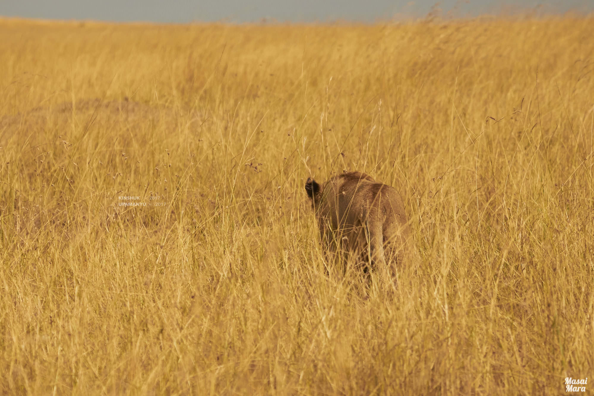Lioness (Masai Mara)