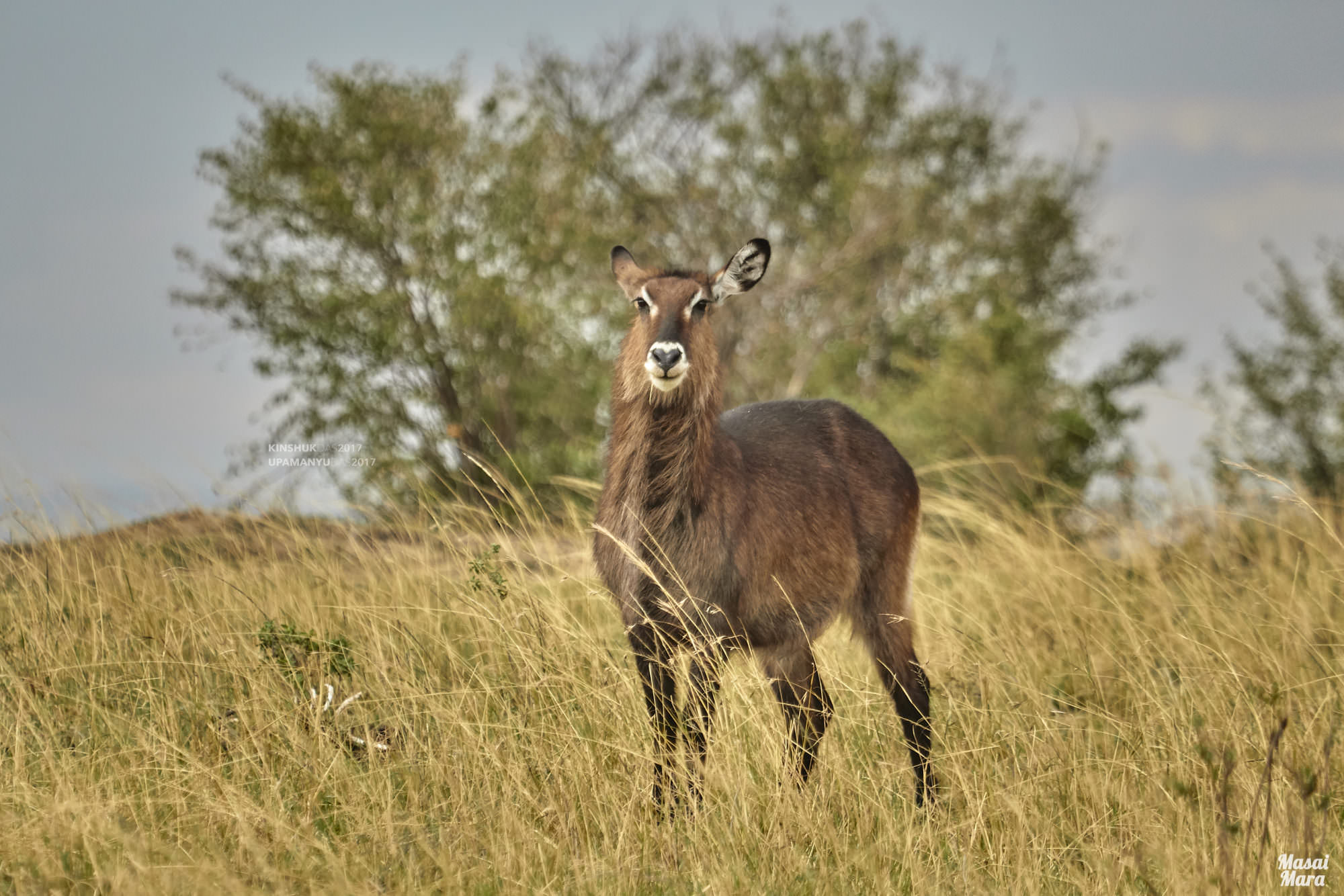 Waterbuck (Masai Mara)