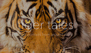 Tiger Tales