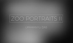 /works/2020/zoo-portraits-ii