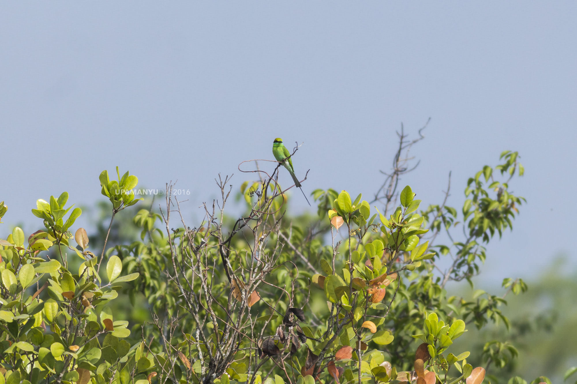 Green Bee Eater (Sunderban)