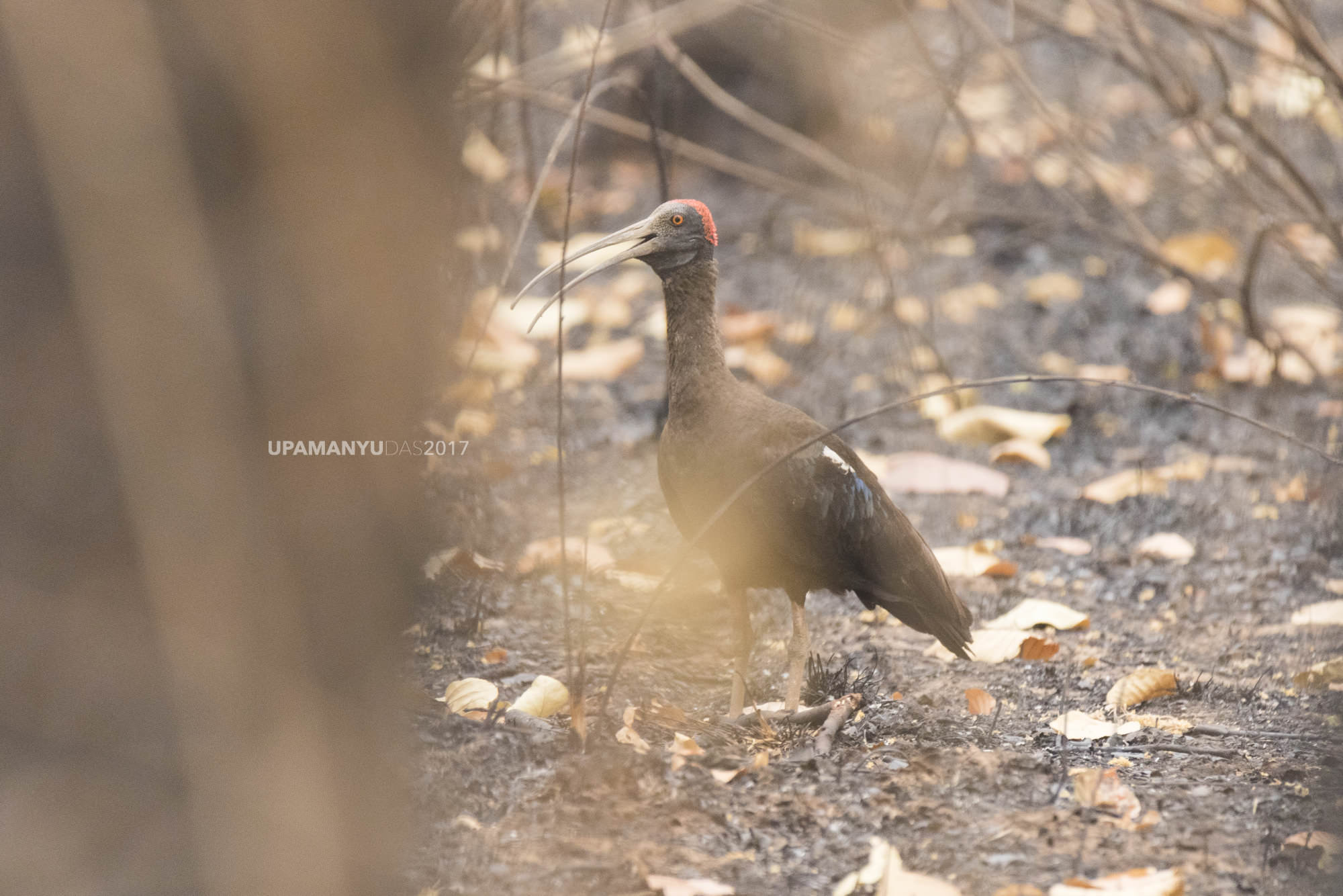 Red-naped Ibis (Bandhavgarh)