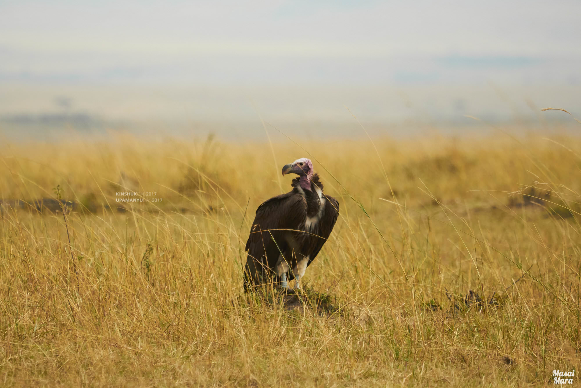 Lapped-faced Vulture (Masai Mara)