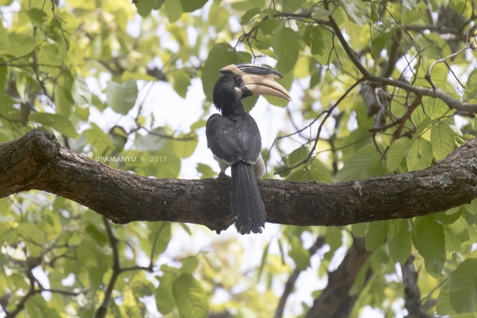 Malabar Hornbill (Bandhavgarh)