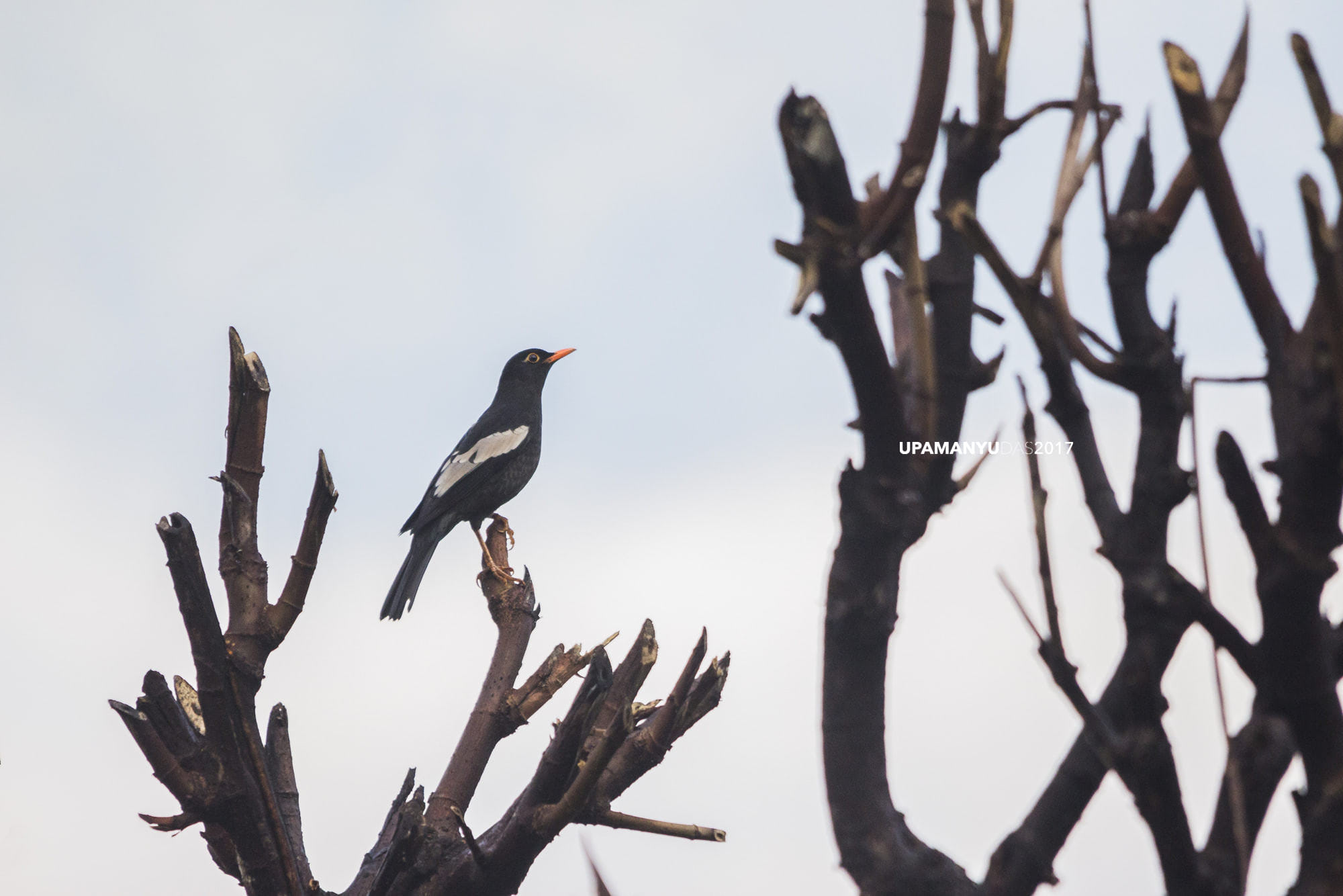 Grey-winged Blackbird (Kanchanjungha Foothills)
