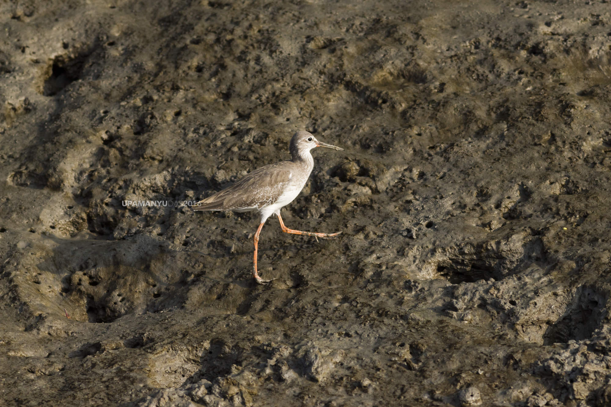 Common Lapwing (Sunderban)