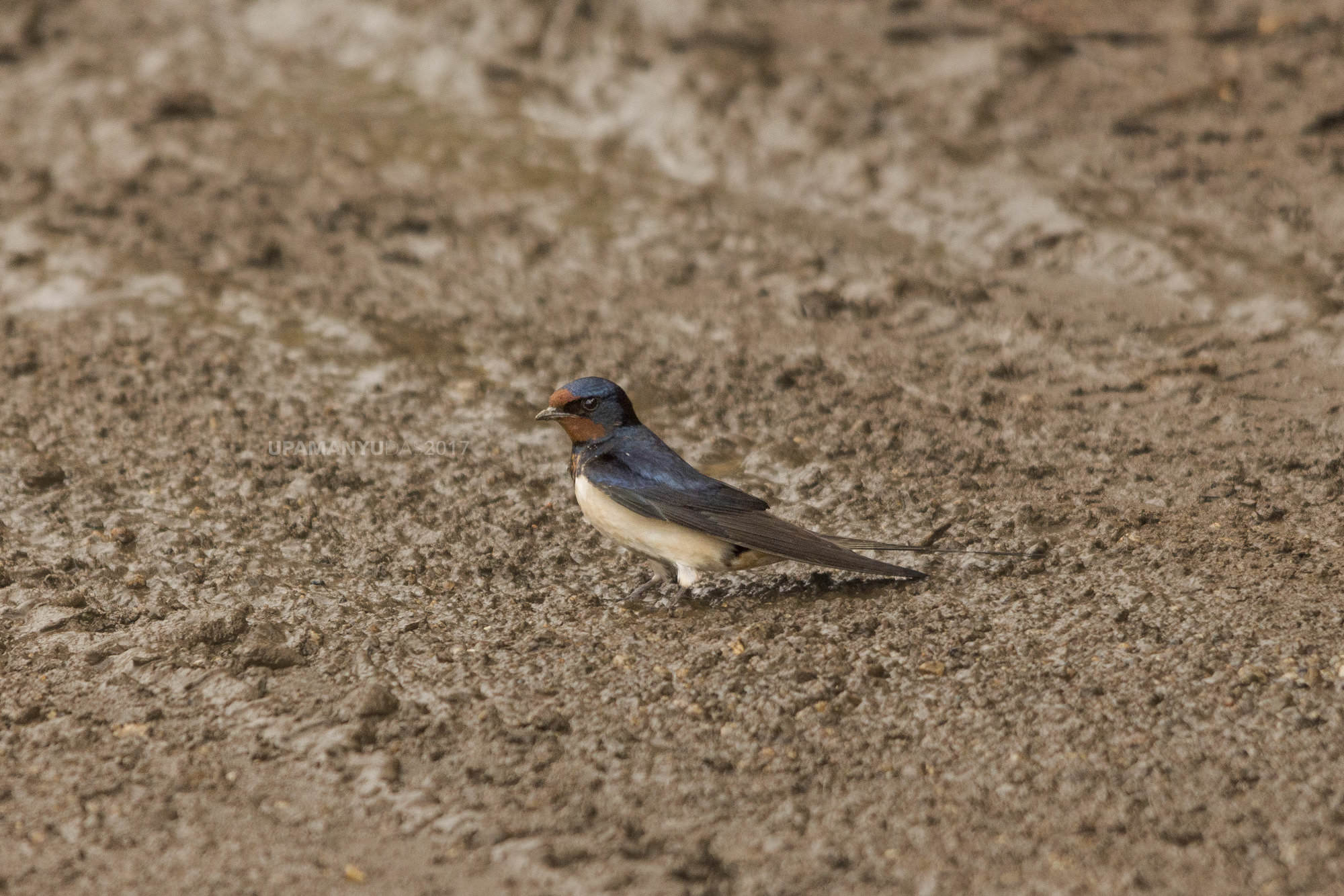 Barn Swallow (Kanchanjungha Foothills)