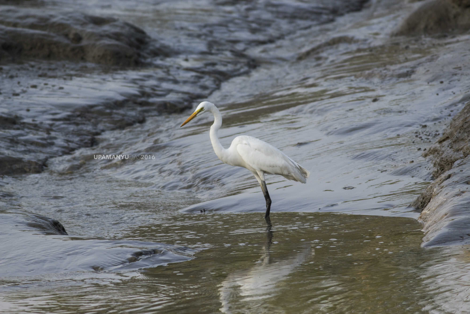 Great Egret (Sunderban)