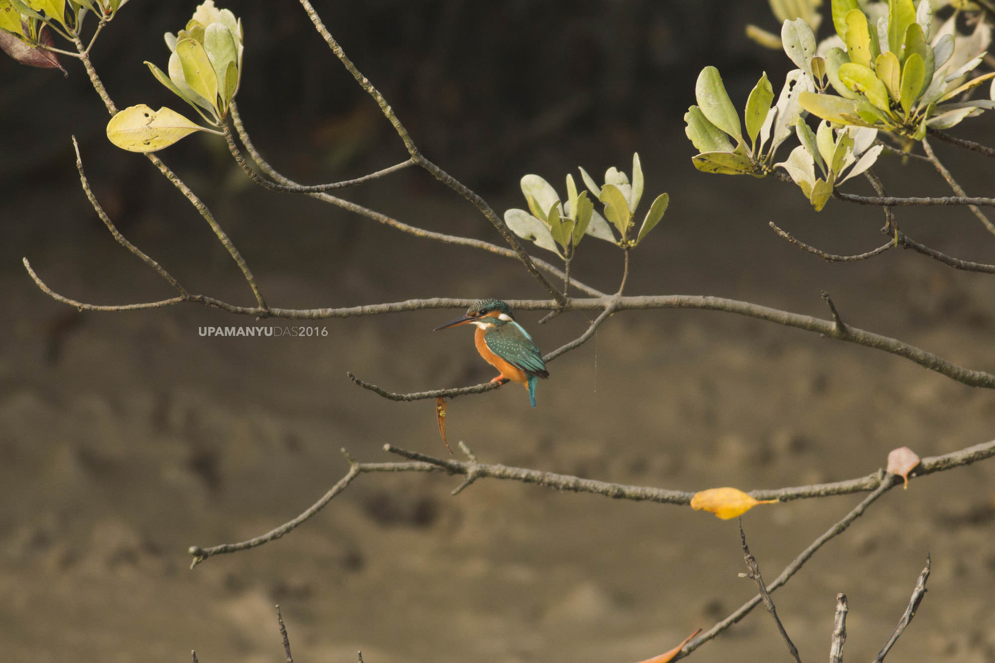 Common Kingfisher (Sunderban)