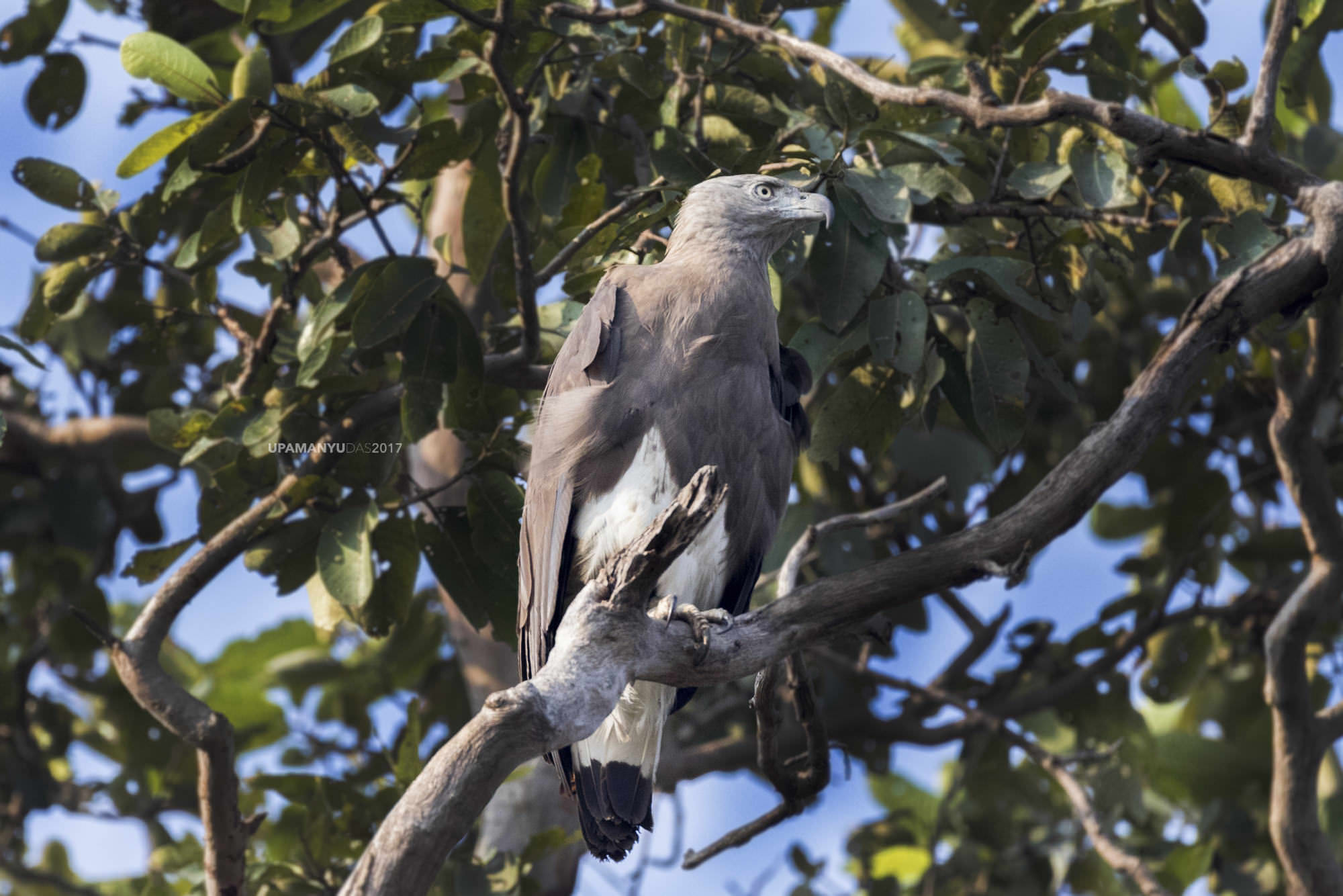Grey-headed Fish Eagle (Tadoba)