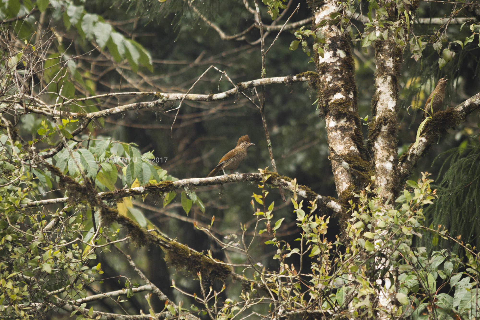 Straited Laughingthrush (Khecheopalri Lake)