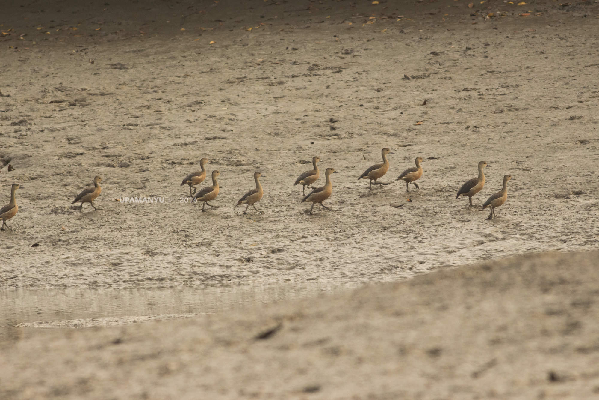 Lesser Whistling Ducks (Sunderban)