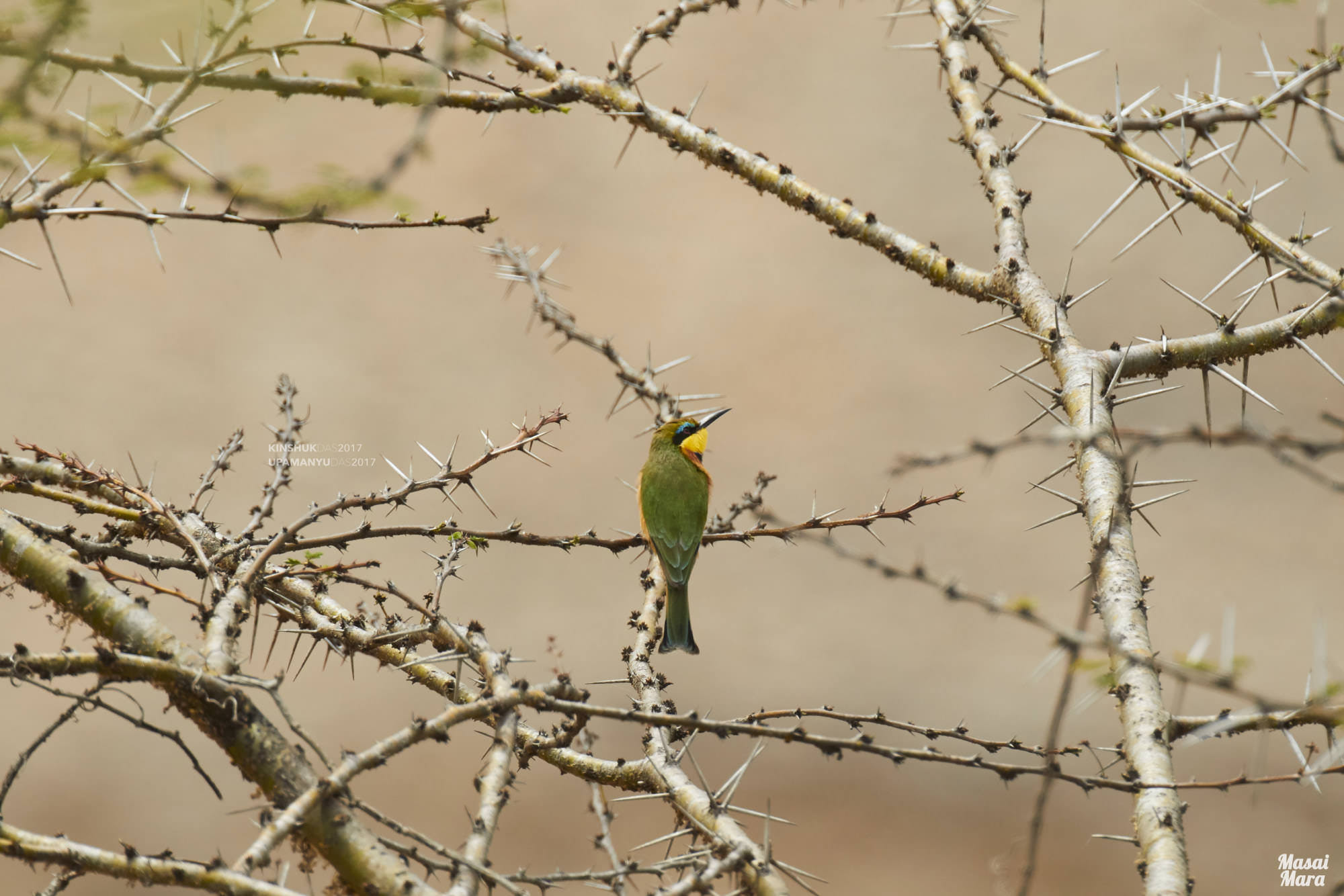 Green Bee Eater (Masai Mara)