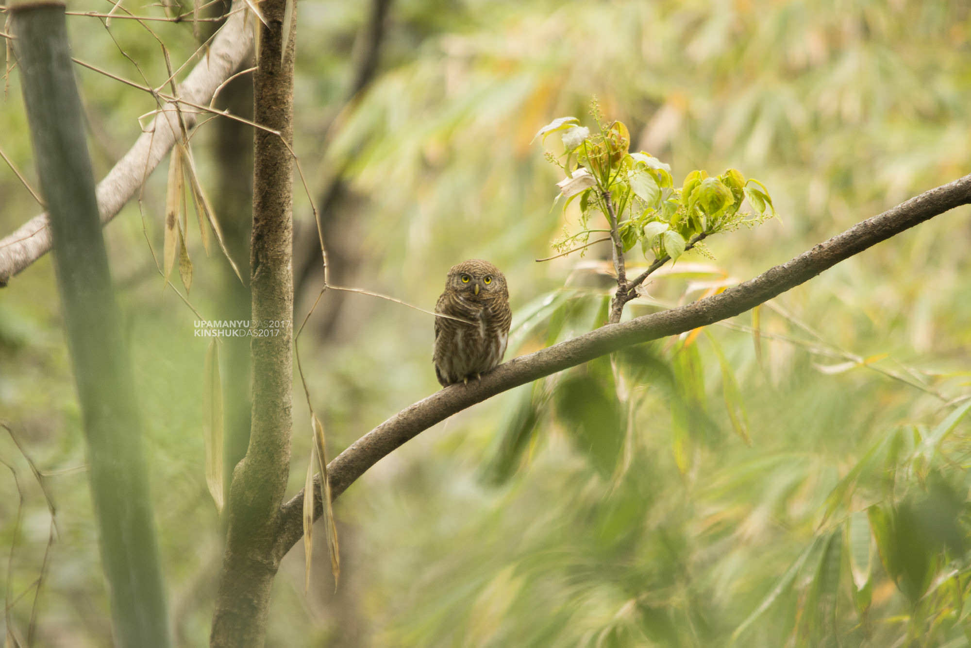 Asian Barred Owled (Kanchanjungha Foothills)