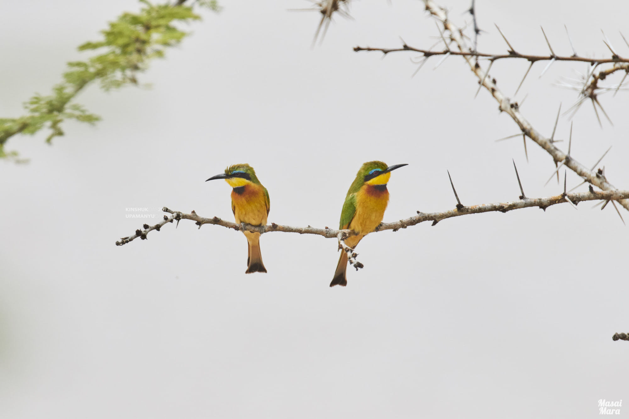 Green Bee Eaters (Masia Mara)
