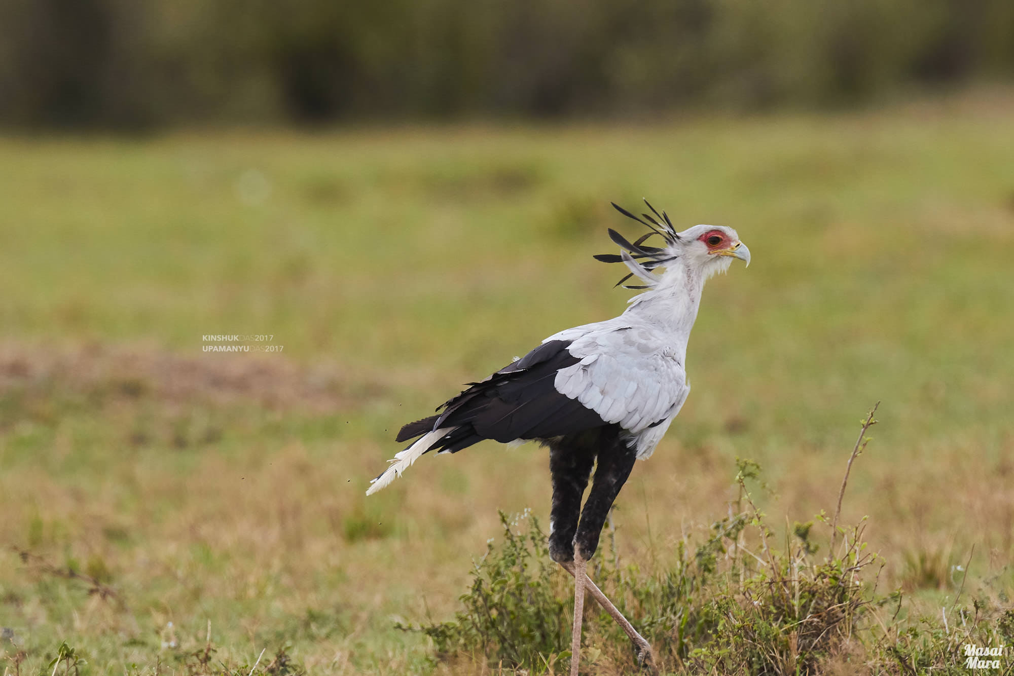Secretary Bird (Masai Mara)